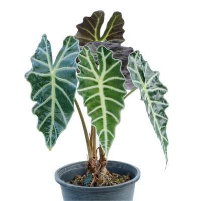 Alocasia (collector varieties)