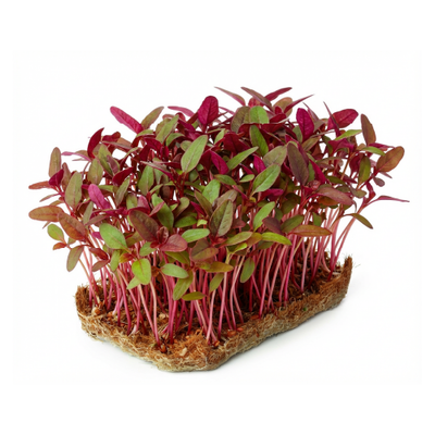 Amaranth