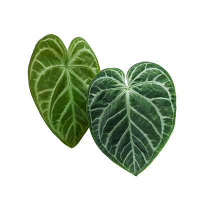 Anthurium crystallinum (collector varieties)