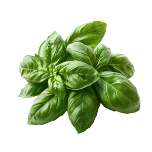 Basil