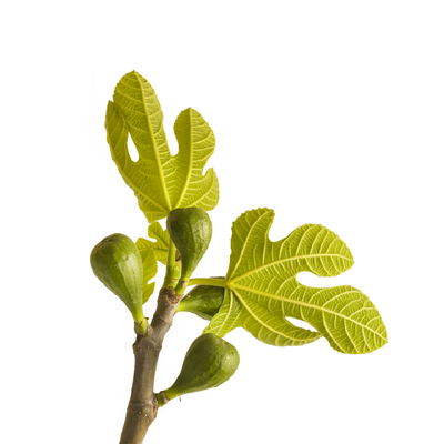 Fig Trees