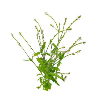 Lemon Verbena Flowers