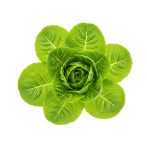 Lettuce