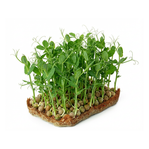 Pea Shoots