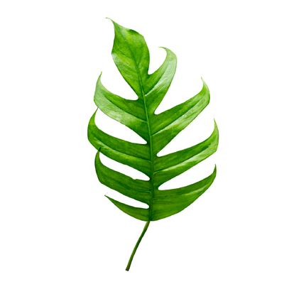 Philodendron 'Spiritus-Sancti'