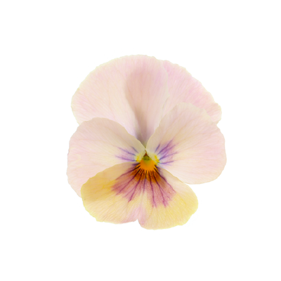 Viola 'Etain'