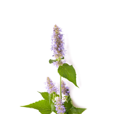Anise Hyssop