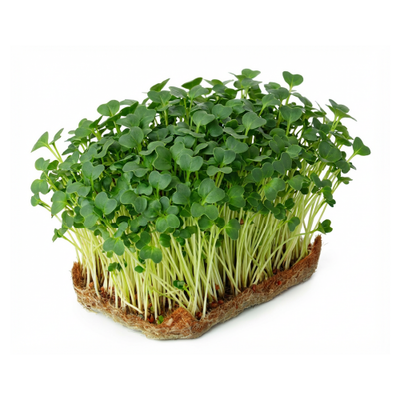 Arugula