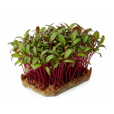 Beet