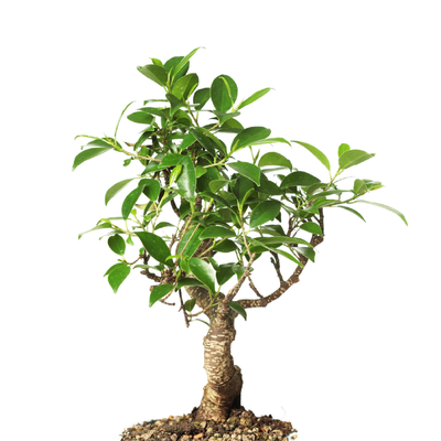 Bonsai Starter Trees