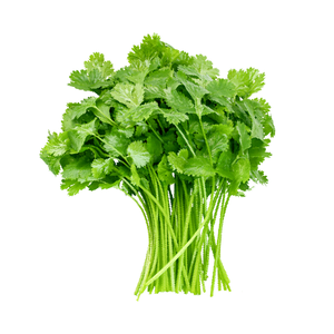 Coriander