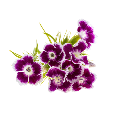 Dianthus