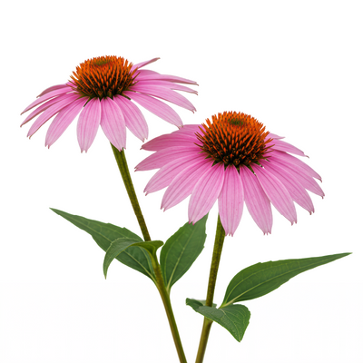 Echinacea