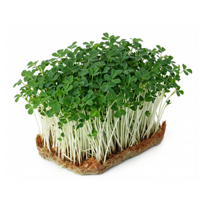 Fenugreek