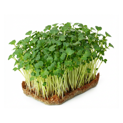 Kale