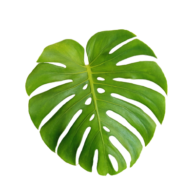 Monstera deliciosa