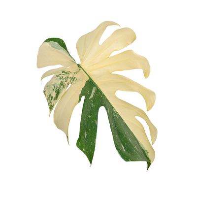 Monstera 'Albo Variegata'