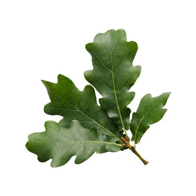 Oak