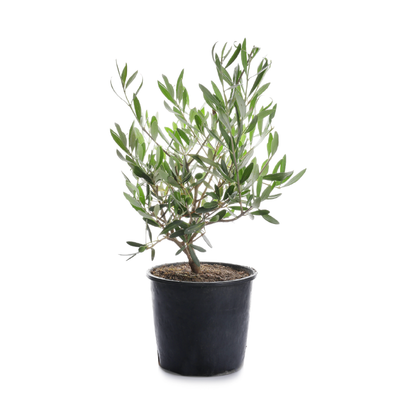 Olive Trees