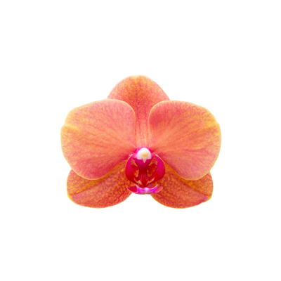 Micro Orchids