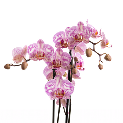 Orchids (Phalaenopsis hybrids)