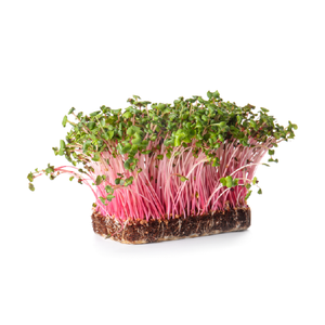Radish