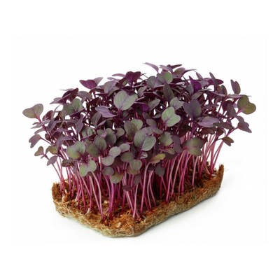 Red Cabbage