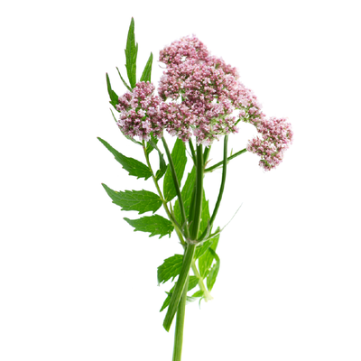 Valerian