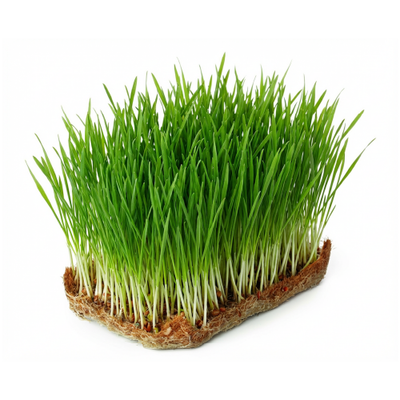 Wheatgrass